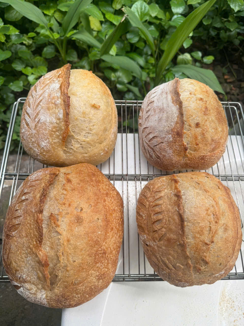 Sourdough cho bữa tối đầu tuần: cắt lát, nướng giòn và dùng cùng món mặn